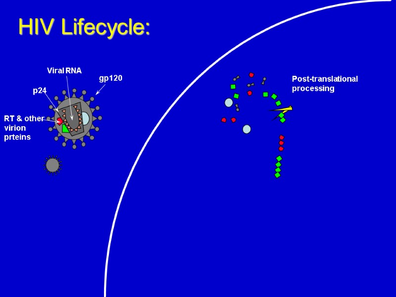 Post-translational processing  HIV Lifecycle: